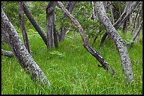 Dryland forest along Mauna Load Road. Hawaii Volcanoes National Park, Hawaii, USA.