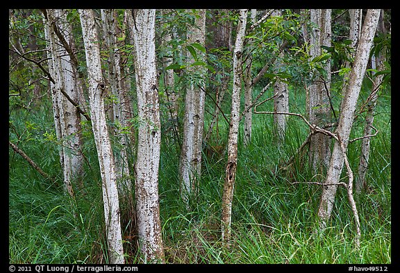 Mauna Loa dryland forest. Hawaii Volcanoes National Park, Hawaii, USA.