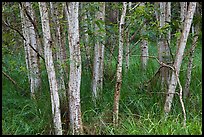 Mauna Loa dryland forest. Hawaii Volcanoes National Park, Hawaii, USA. (color)