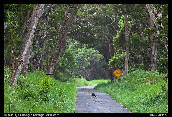 Bird on Mauna Load Road. Hawaii Volcanoes National Park (color)