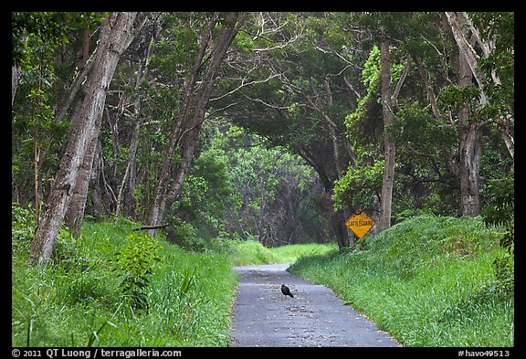 Bird on Mauna Load Road. Hawaii Volcanoes National Park, Hawaii, USA.