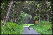 Bird on Mauna Load Road. Hawaii Volcanoes National Park ( color)