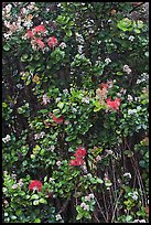 Ohia Lehua flowers. Hawaii Volcanoes National Park, Hawaii, USA. (color)