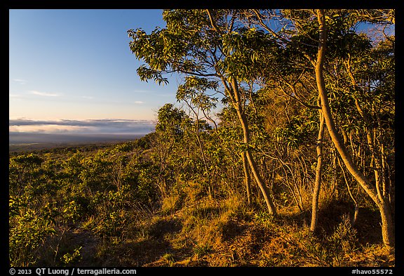 Koa trees at sunrise on Mauna Loa slopes. Hawaii Volcanoes National Park (color)