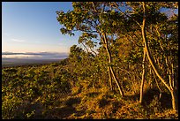 Koa trees at sunrise on Mauna Loa slopes. Hawaii Volcanoes National Park ( color)