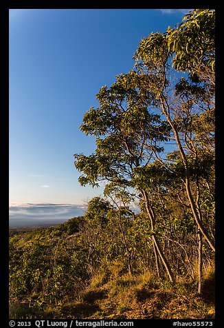 Acacia Koa trees at sunrise. Hawaii Volcanoes National Park, Hawaii, USA.