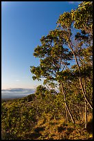 Acacia Koa trees at sunrise. Hawaii Volcanoes National Park, Hawaii, USA. (color)