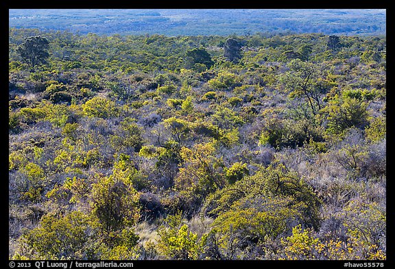 Forest on Mauna Loa slopes. Hawaii Volcanoes National Park, Hawaii, USA.