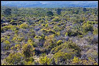 Forest on Mauna Loa slopes. Hawaii Volcanoes National Park ( color)