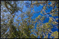 Looking up forest of koa trees. Hawaii Volcanoes National Park, Hawaii, USA. (color)