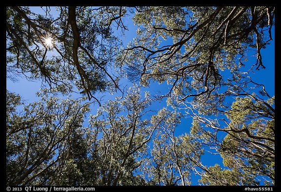 Sun and acacia koa trees. Hawaii Volcanoes National Park, Hawaii, USA.