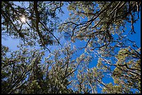 Sun and acacia koa trees. Hawaii Volcanoes National Park, Hawaii, USA. (color)