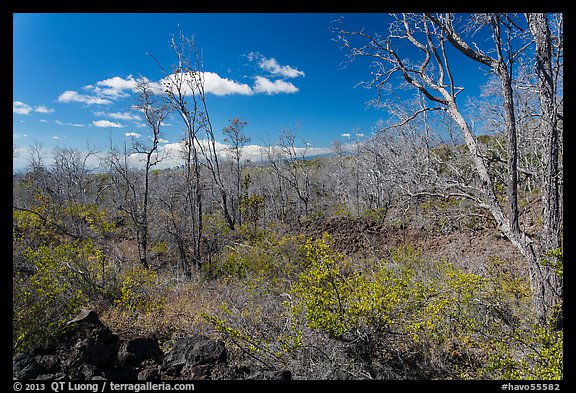 Dead Ohia Lehua trees. Hawaii Volcanoes National Park (color)