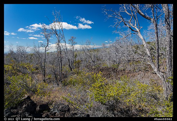 Dead Ohia Lehua trees. Hawaii Volcanoes National Park, Hawaii, USA.