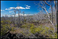 Dead Ohia Lehua trees. Hawaii Volcanoes National Park, Hawaii, USA. (color)