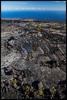 Ferns and Ohelo on lava flow above Pacific. Hawaii Volcanoes National Park, Hawaii, USA. (color)