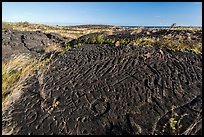 Puu Loa petroglyphs. Hawaii Volcanoes National Park ( color)