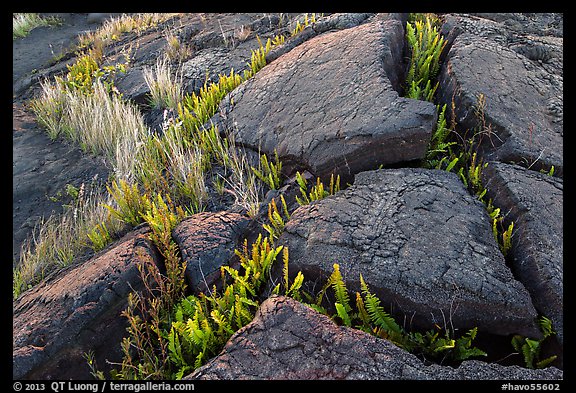 Cracked lava rocks and ferns at sunset. Hawaii Volcanoes National Park (color)
