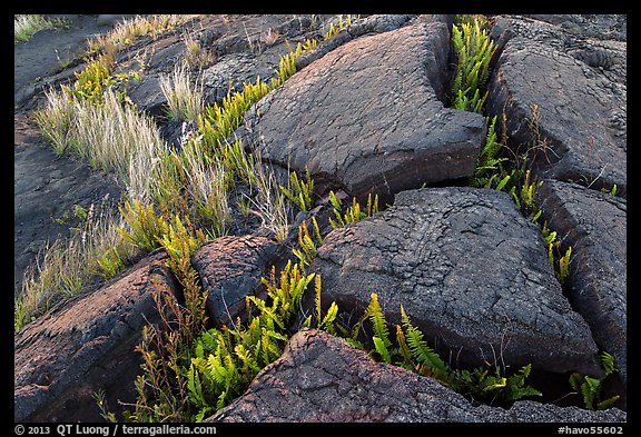 Cracked lava rocks and ferns at sunset. Hawaii Volcanoes National Park, Hawaii, USA.