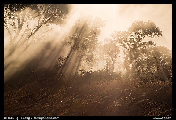 Grasses, trees, and sunrays. Hawaii Volcanoes National Park (color)