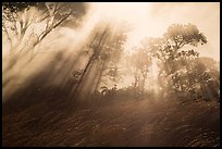 Grasses, trees, and sunrays. Hawaii Volcanoes National Park, Hawaii, USA. (color)