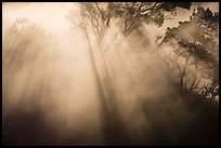 Backlit trees and sun rays in thermal steam. Hawaii Volcanoes National Park, Hawaii, USA. (color)