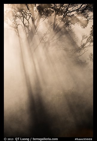 Sunrays and trees in steam. Hawaii Volcanoes National Park, Hawaii, USA.