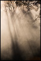 Sunrays and trees in steam. Hawaii Volcanoes National Park ( color)