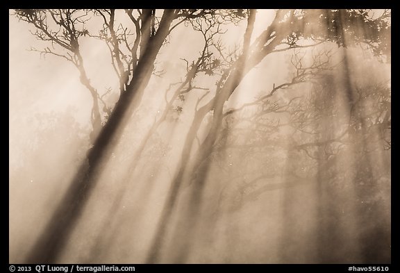 Trees and sunrays, Steaming Bluff. Hawaii Volcanoes National Park, Hawaii, USA.