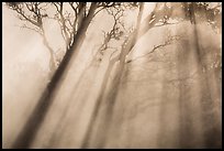 Trees and sunrays, Steaming Bluff. Hawaii Volcanoes National Park ( color)