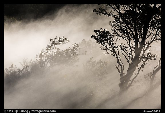 Trees and volcanic steam, Steaming Bluff. Hawaii Volcanoes National Park, Hawaii, USA.