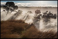 Grasses and trees, Steaming Bluff. Hawaii Volcanoes National Park, Hawaii, USA. (color)