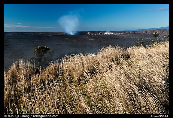 Grasses on rim of Halemaumau Crater. Hawaii Volcanoes National Park, Hawaii, USA.