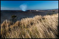 Grasses on rim of Halemaumau Crater. Hawaii Volcanoes National Park, Hawaii, USA. (color)