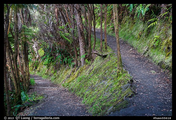 Kīlauea Iki Trail in rainforest. Hawaii Volcanoes National Park (color)