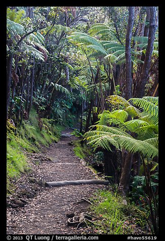 Giant ferns bordering Kīlauea Iki Trail. Hawaii Volcanoes National Park (color)