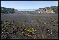 Kīlauea Iki crater floor. Hawaii Volcanoes National Park, Hawaii, USA.