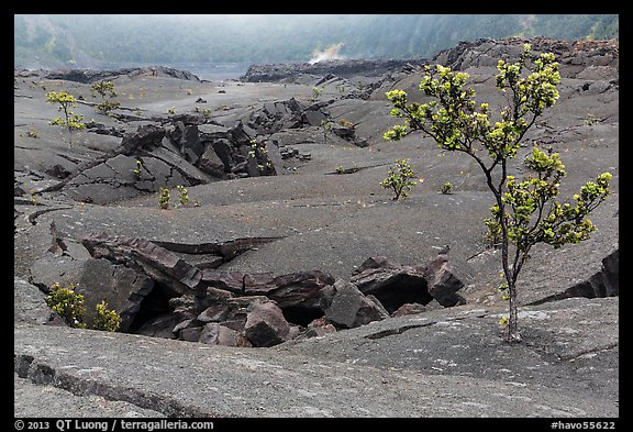 Ohelo trees and fractures on Kilauea Iki crater floor. Hawaii Volcanoes National Park (color)