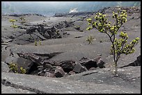 Ohelo trees and fractures on Kilauea Iki crater floor. Hawaii Volcanoes National Park, Hawaii, USA. (color)