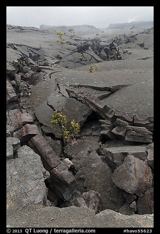 Fractured Kilauea Iki crater floor. Hawaii Volcanoes National Park (color)