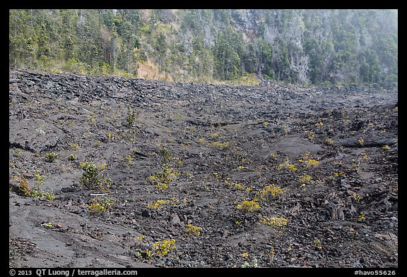 Kilauea Iki Crater floor and walls. Hawaii Volcanoes National Park (color)