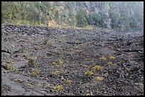 Kilauea Iki Crater floor and walls. Hawaii Volcanoes National Park ( color)