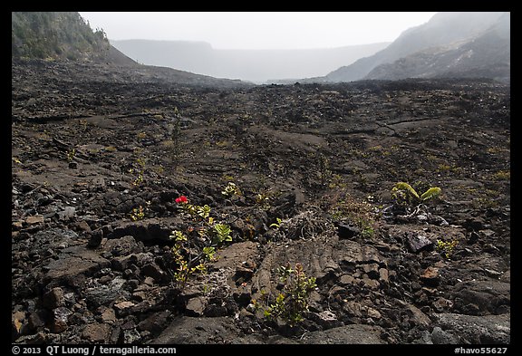 New growth on Kilauea Iki crater floor. Hawaii Volcanoes National Park (color)
