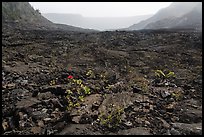 New growth on Kilauea Iki crater floor. Hawaii Volcanoes National Park, Hawaii, USA. (color)