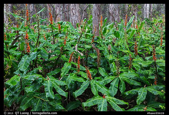 Kahil Ginger flowers and koa trees. Hawaii Volcanoes National Park (color)