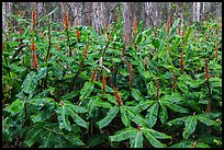 Kahil Ginger flowers and koa trees. Hawaii Volcanoes National Park, Hawaii, USA. (color)