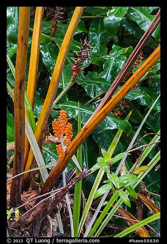 Painiu lily. Hawaii Volcanoes National Park (color)