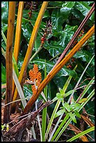 Painiu lily. Hawaii Volcanoes National Park ( color)