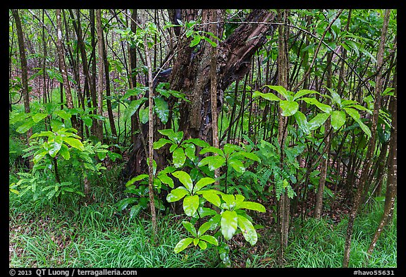 Kolea plants and Ohia tree, Kīpukapuaulu. Hawaii Volcanoes National Park (color)