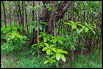 Kolea plants and Ohia tree, Kīpukapuaulu. Hawaii Volcanoes National Park ( color)